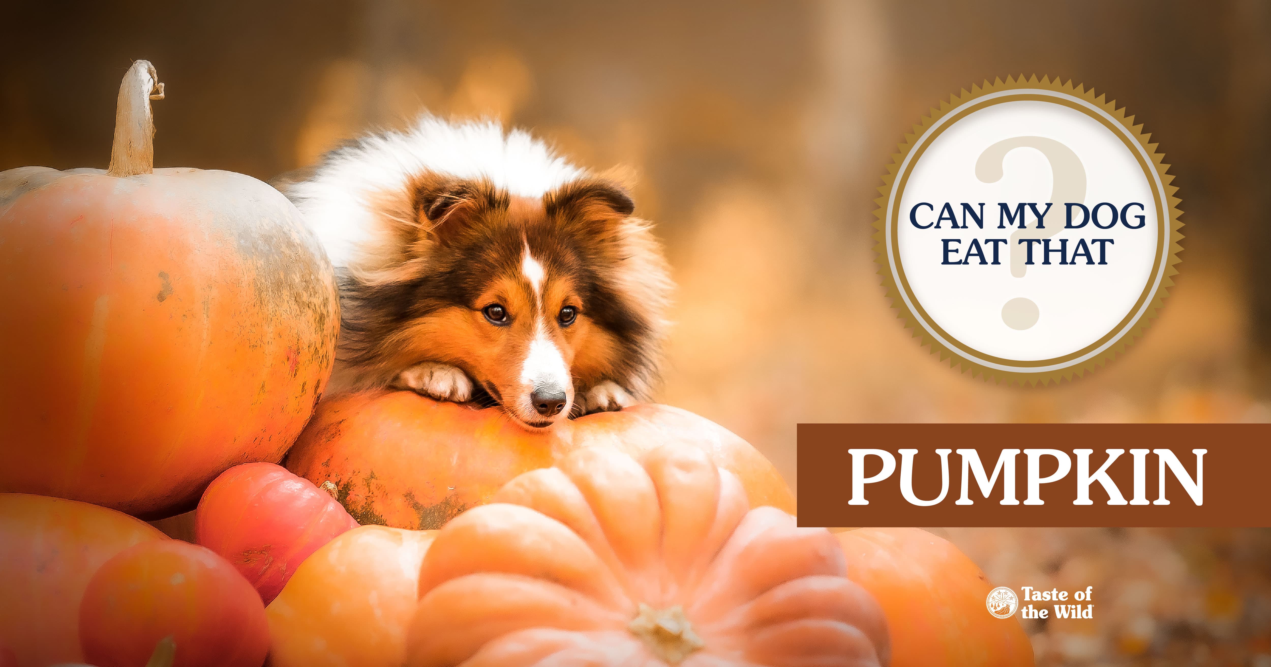 Dog Sitting on Top of a Pile of Pumpkins Graphic | Taste of the Wild