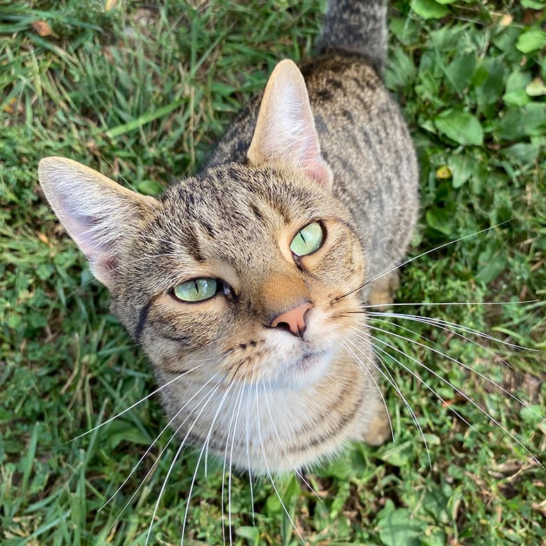 Brown Tabby Looking Up from Grass | Taste of the Wild