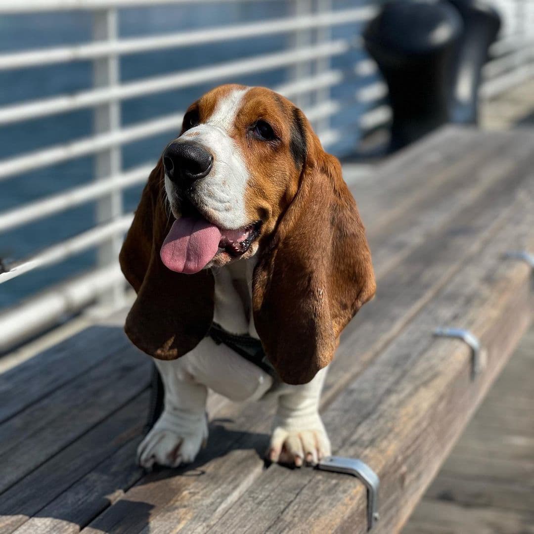 Basset Hound Puppy Standing on Bench at Boardwalk | Taste of the Wild