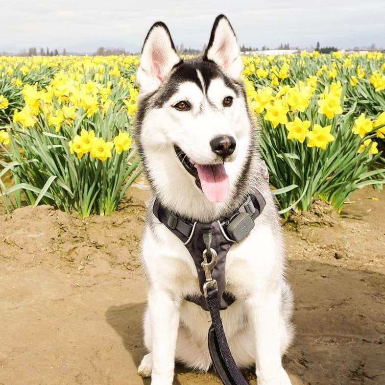 Black and White Siberian Husky with Yellow Daffodils | Taste of the Wild