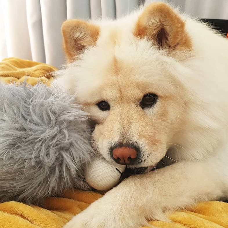 Blonde Chow Chow Snuggling with Toy on Bed | Taste of the Wild