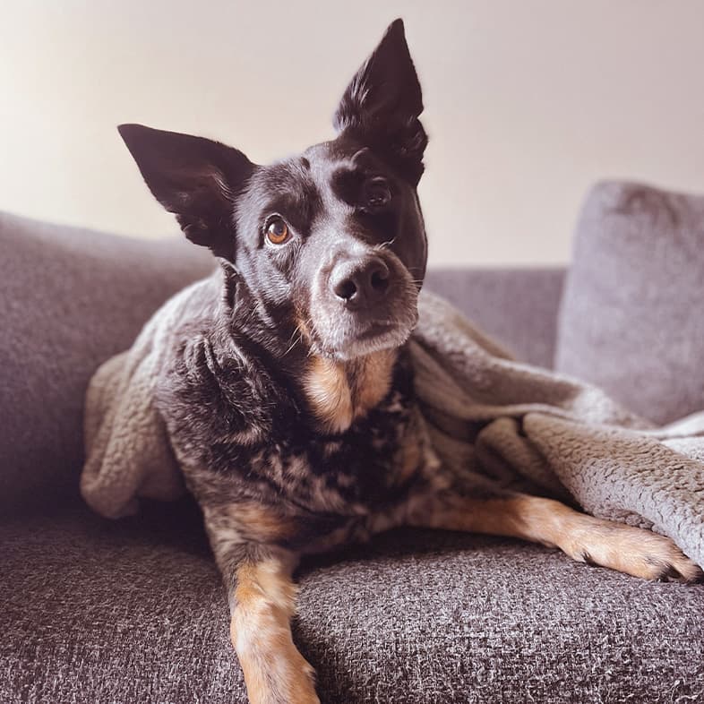 Blue Heeler Border Collie Mix Lounging at Home | Taste of the Wild