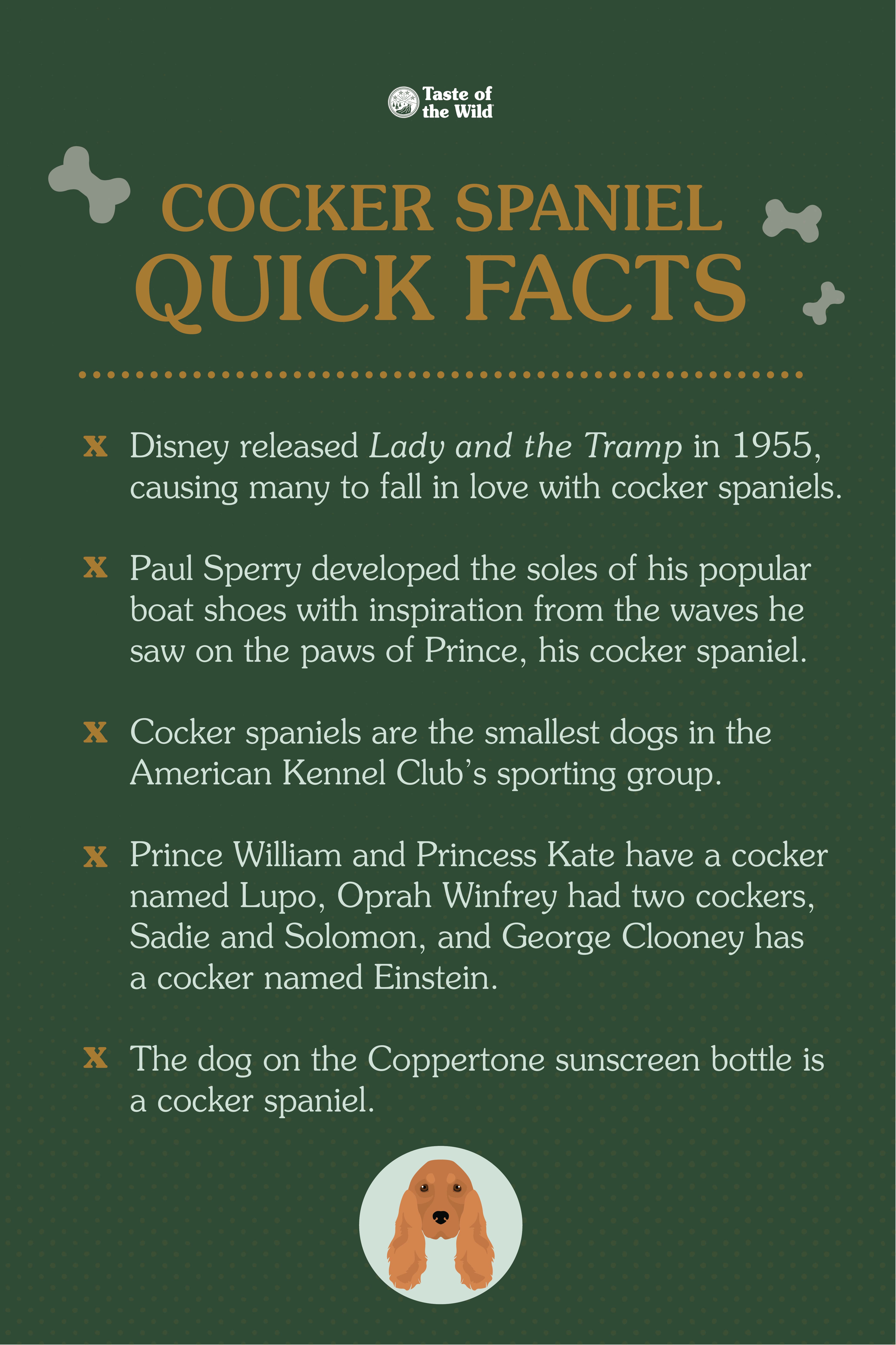 Cocker spaniel quick facts. | Taste of the Wild