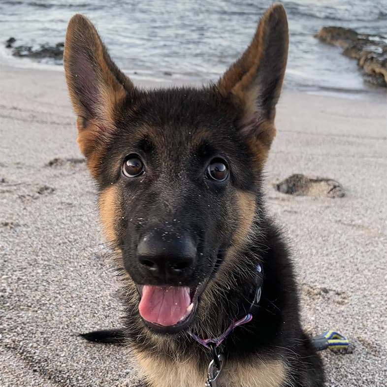 German Shepherd Puppy Sticking Tongue Out at Beach | Taste of the Wild