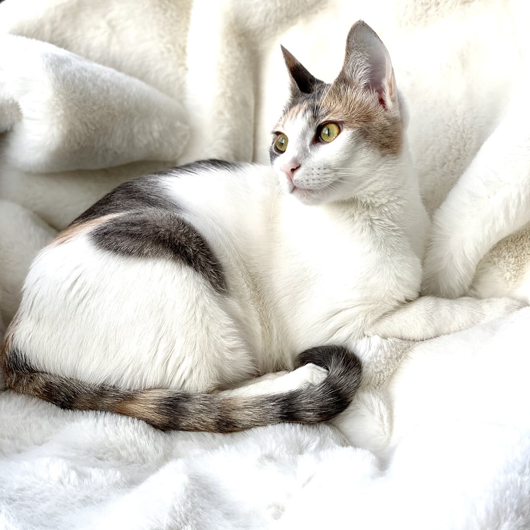 Muted Calico Lying on Blankets | Taste of the Wild