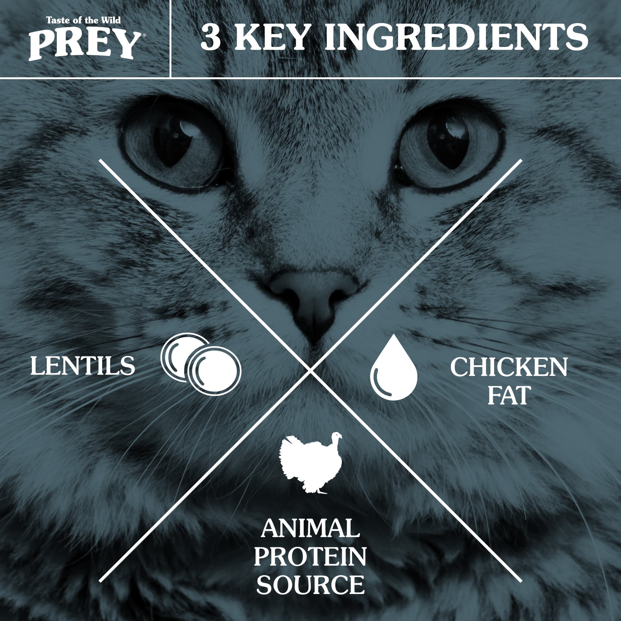 3 Key Ingredients: Animal Protein Source, Chicken Fat and Lentils | Taste of the Wild