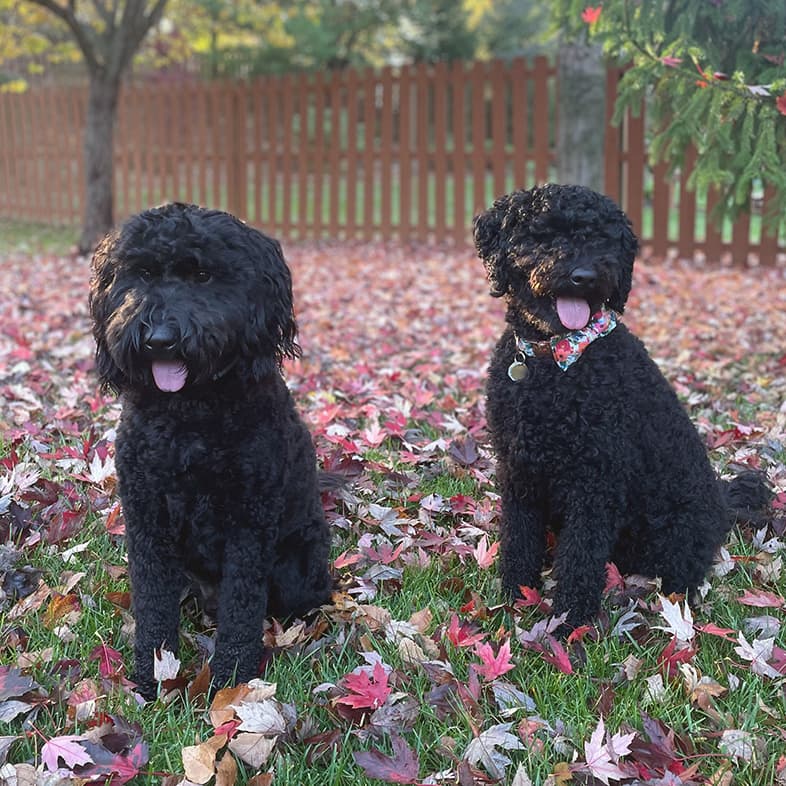 Two Black Goldendoodles Sitting on Fall Leaves | Taste of the Wild