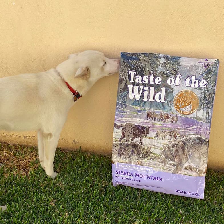 White Siberian Husky Smelling Taste of the Wild Bag | Taste of the Wild