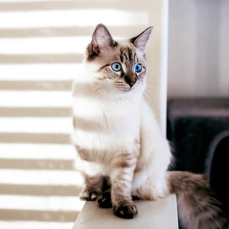 Blue-Eyed Cat Sitting on Banister Inside House | Taste of the Wild