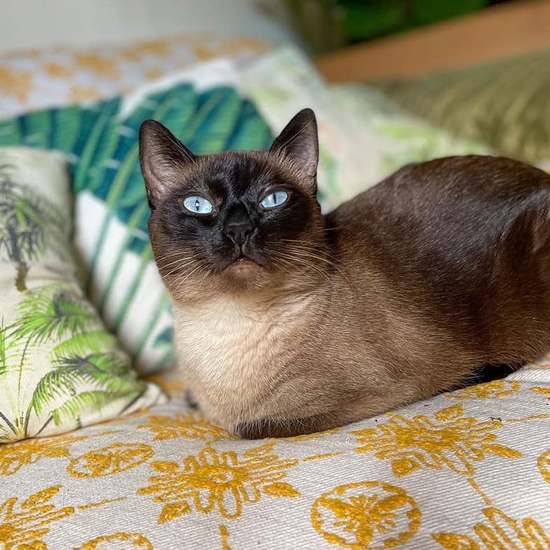 Blue-Eyed Siamese Cat Lounging on Tropical Bedding | Taste of the Wild