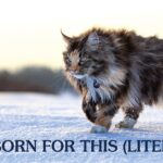 A cat walking in the snow. | Taste of the Wild