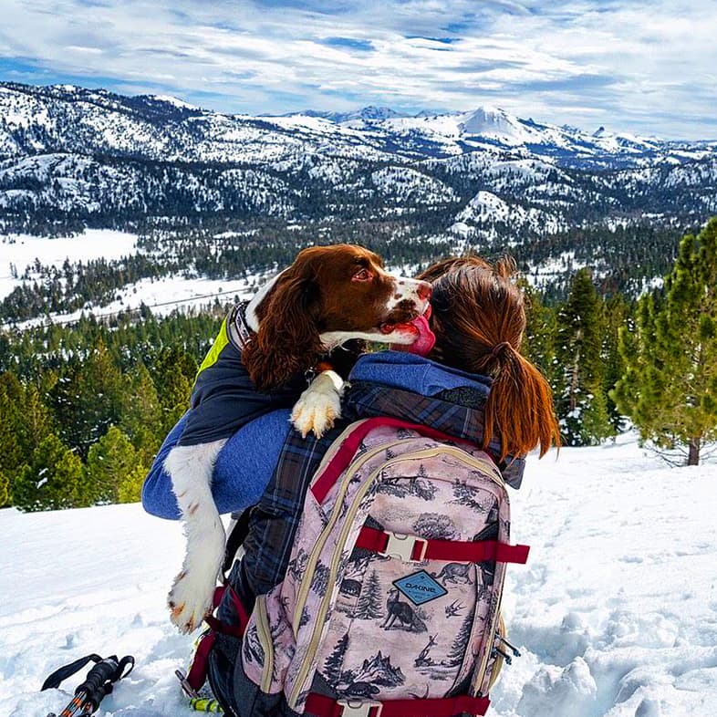 English Springer Spaniel Hiking in the Snow on a Mountain | Taste of the Wild