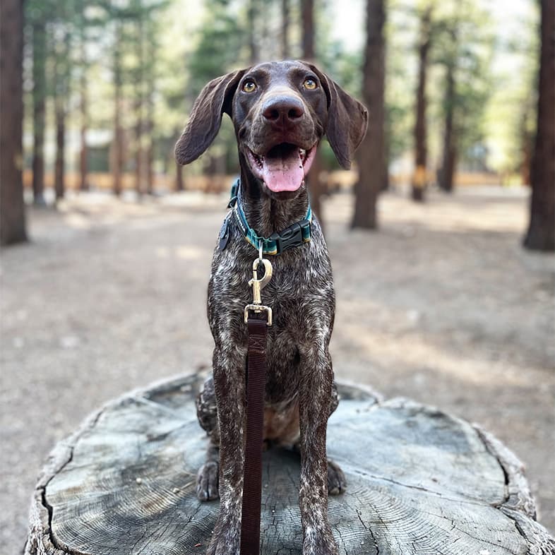 German Shorthaired Pointer Sitting on Stump in the Forest | Taste of the Wild