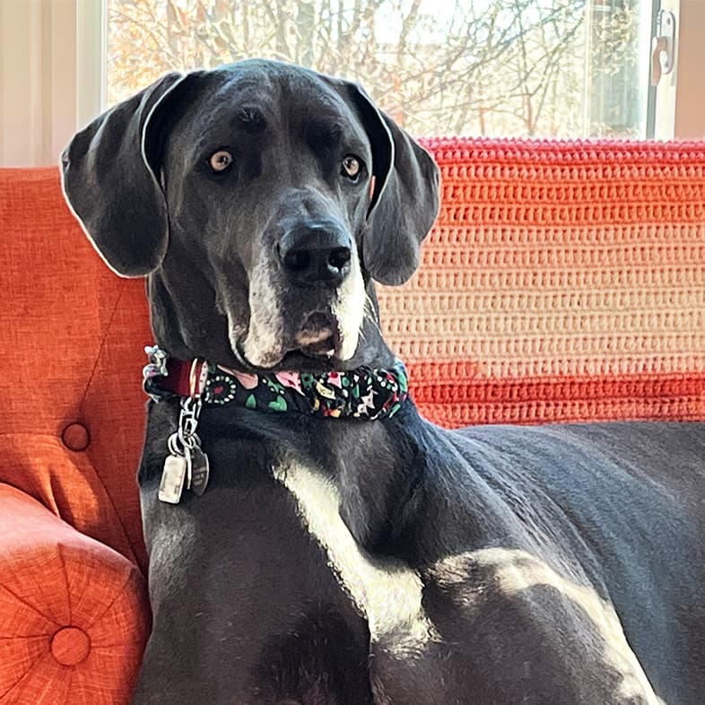 Gray Great Dane Lounging on Red Couch | Taste of the Wild