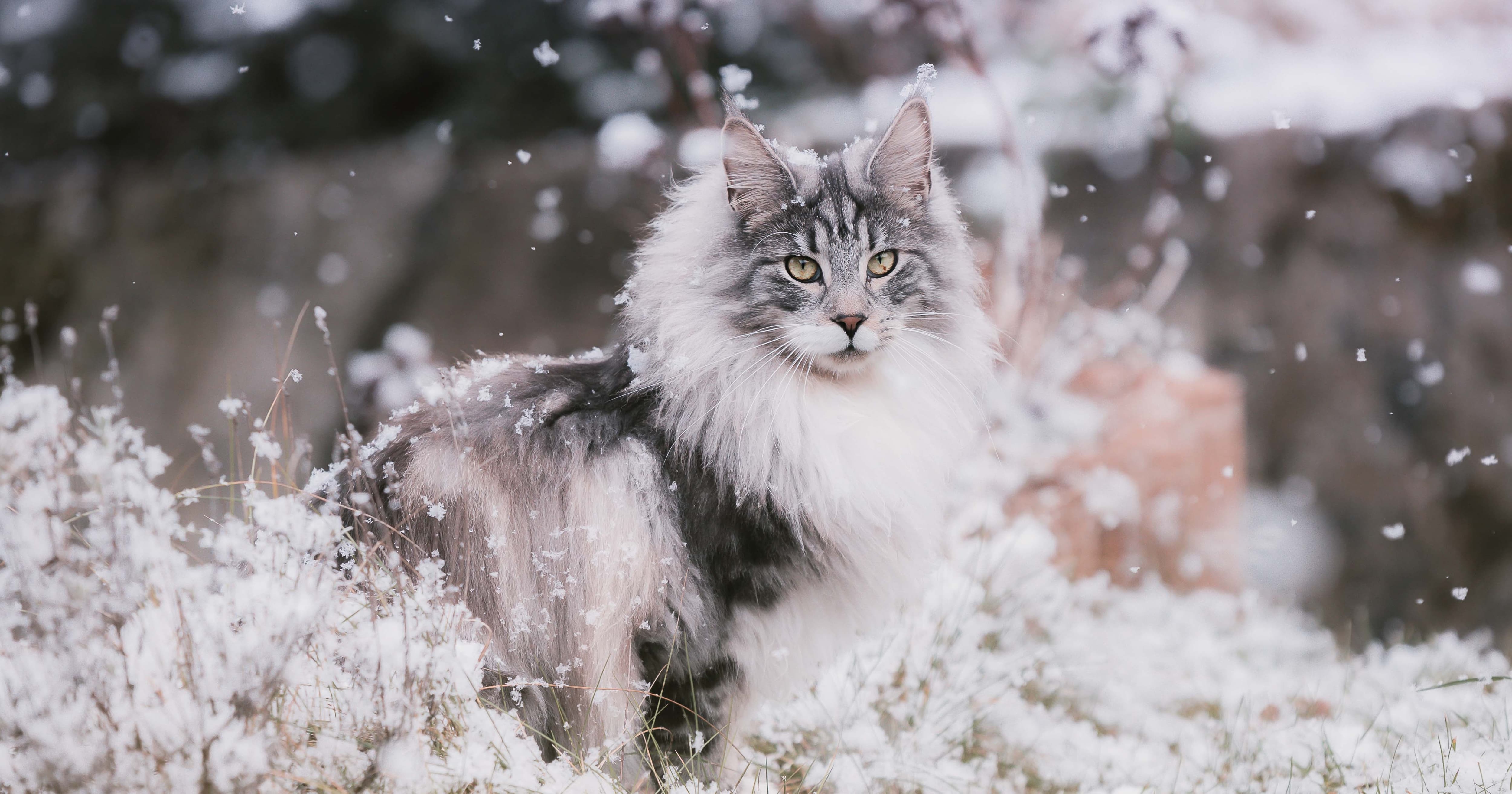 Maine coon cat in the snow. | Taste of the Wild