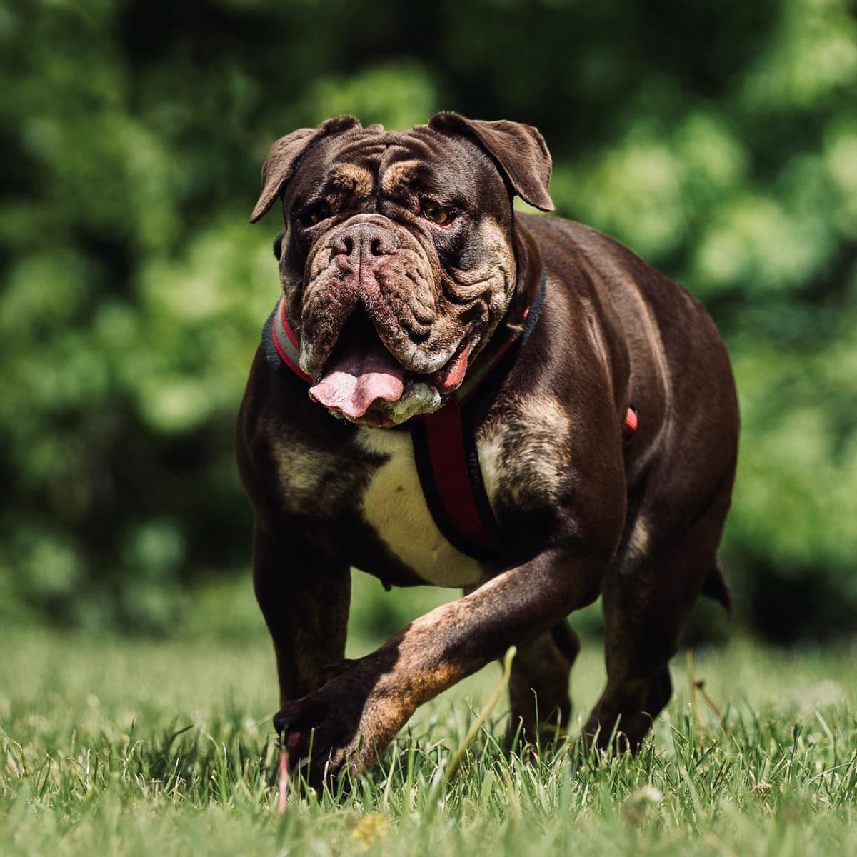 Olde English Bulldogge Trotting in Greenery With Harness On | Taste of the Wild