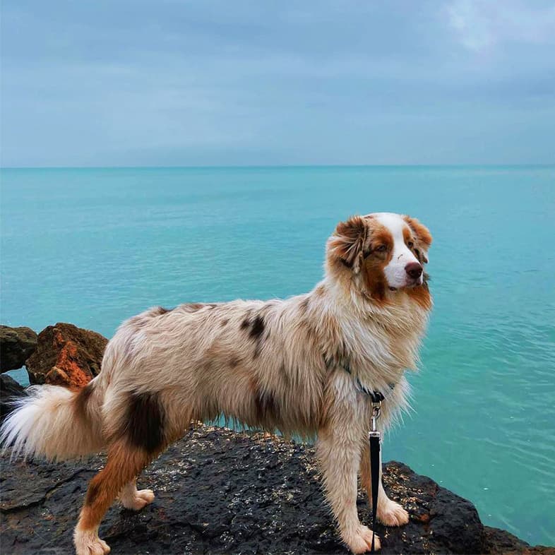 Red Merle Australian Shepherd on Rock with Ocean View | Taste of the Wild