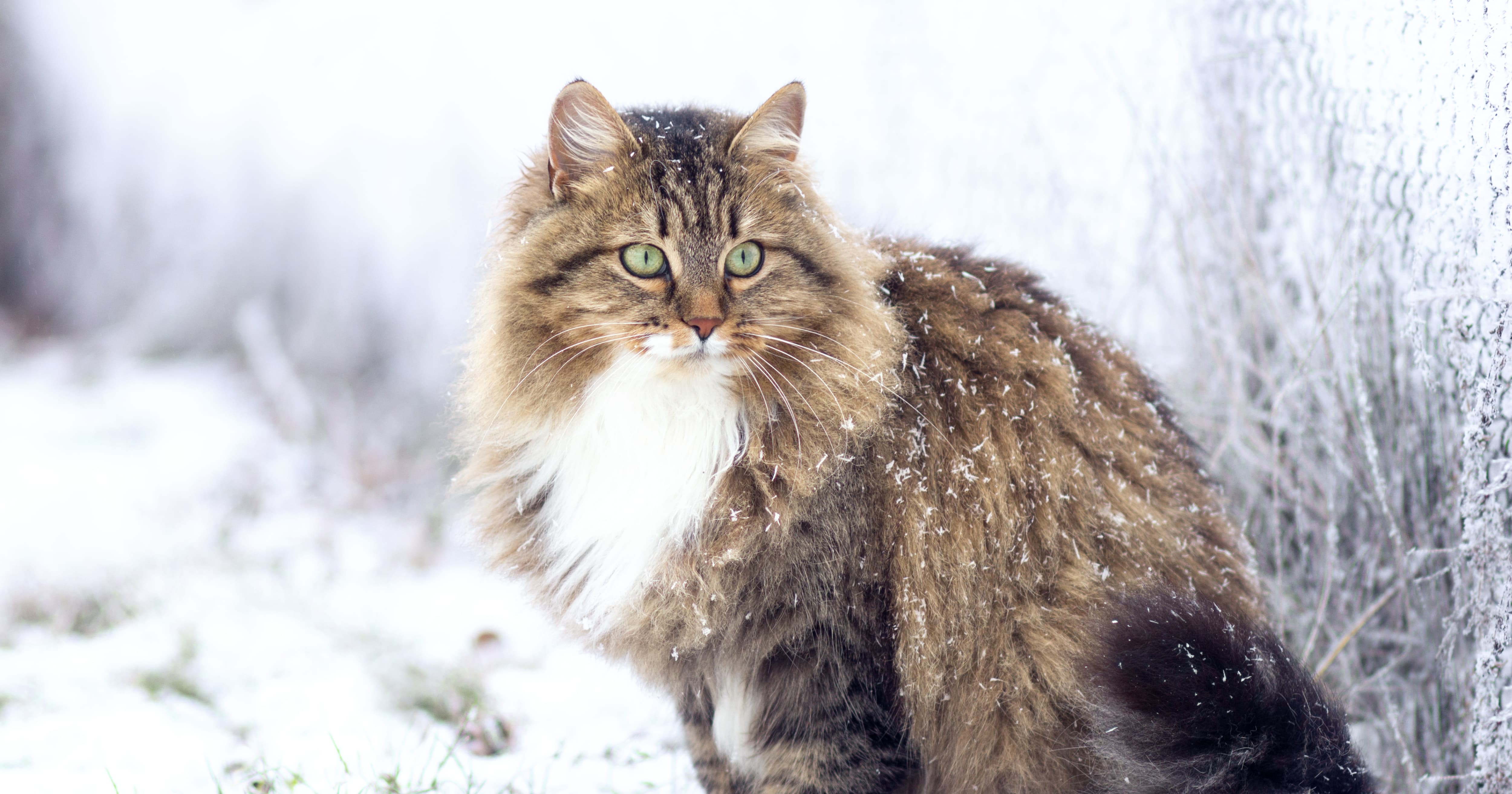 Siberian cat in the snow. | Taste of the Wild