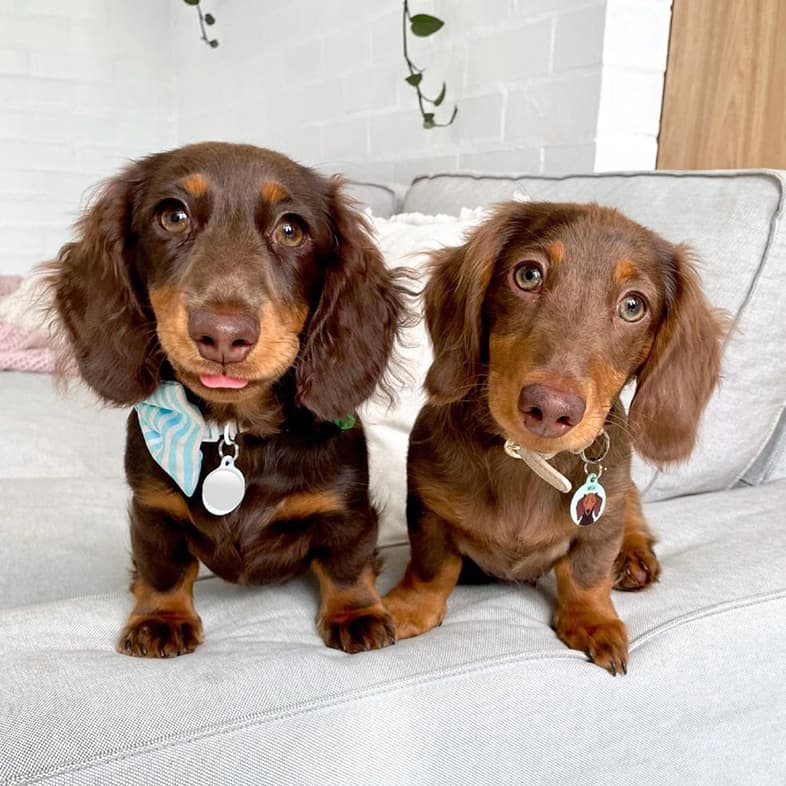 Two Chocolate Miniature Dachshunds Sitting on Arm Rest | Taste of the Wild