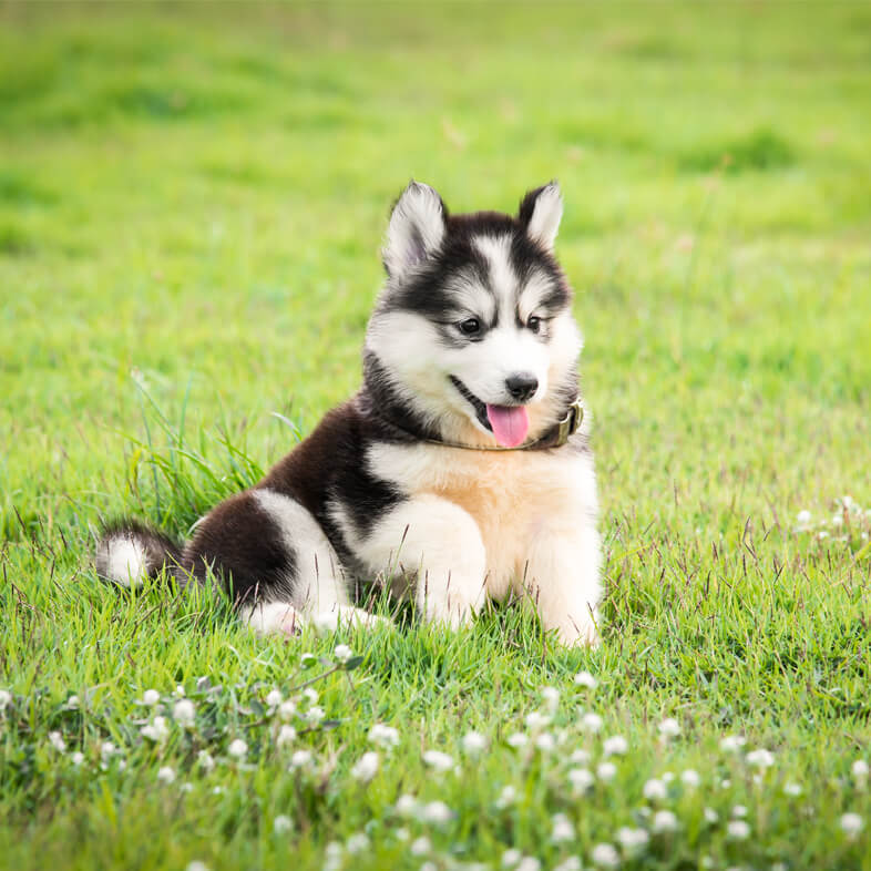 A small husky puppy sitting in green grass in a field